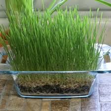 Wheatgrass is also an excellent source of fiber which can help reduce blood glucose. Growing Wheatgrass Seeds How To Grow Wheat Berries At Home