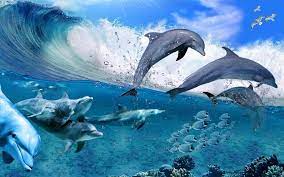After Wrapping Around Fin Fishing Hook Dolphin Request Assistance From Properties Pouted Com Dolphins Sea Fish Dolphin Images