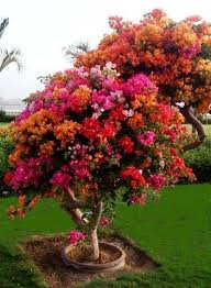 They will also tolerate low spots and occasional flooding. 33 Irresistibly Spring Diys Bougainvillea Tree Plants Flowering Trees