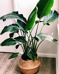 White Bird Of Paradise Houseplant White Bird Of Paradise Houseplants Houseplants Plant Leaves Plants
