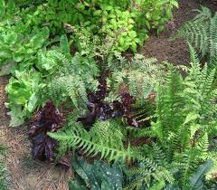 Image result for Athyrium
