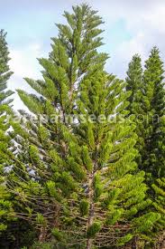 Image result for Crotalaria bernieri