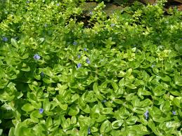 Image result for Bacopa floribunda