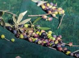 Tunisie La Production D Huile D Olive En Hausse De 325