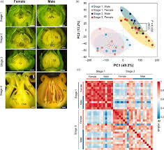 The main flower parts are the male part called the stamen and the female part called the pistil. Transcriptomic Profiles During Male And Female Flower Development A Download Scientific Diagram