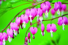 Dicentra Spp Remembering A Forgotten Medicine Naturopathic Doctor News And Review