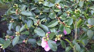 Camellia winters star shrubs are a tough, very cold hardy, and reliable bloomer from the u.s. Kamelie Camellia Japoncia Winter S Star Ca 120 Cm