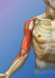 Image result for Laggera gracilis