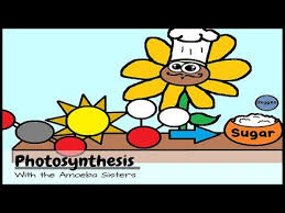 Ready To Start Cooking With Photosynthesis We Ll Introduce You To The Recipe For Photosynthesis And Discuss How The Light Dependent Reaction And Light Indepe