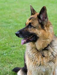 Free Image On Pixabay German Shepherd Dog Alsatian Gsd Dog Varieties German Shepherd Dogs Alsatian Dog