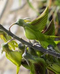Image result for Crotalaria quarrei