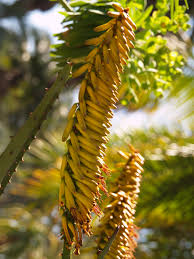 Image result for Aptosimum marlothii