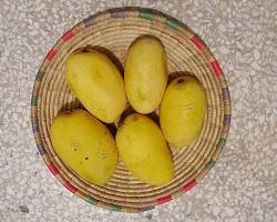 Image of Chausa mango variety