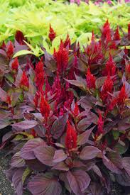 Image result for Celosia elegantissima