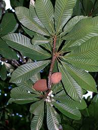 Image result for Pouteria