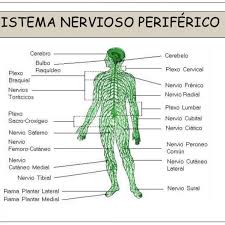 Para ello se sirve de una agrupación de órganos y. La Funcion De Relacion El Sistema Nervioso Pictoeduca