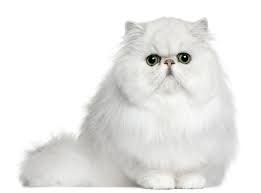 Knowing what a persian cat looks like and how it behaves can help simplify your search for your new feline persian cats have a distinctly short, stocky body shape. A Beginner S Guide To The Persian Catipilla