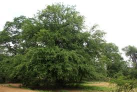 Image result for Pterocarpus lucens