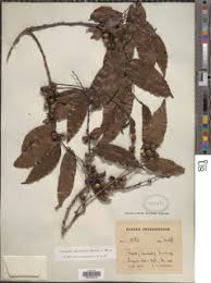 Image result for Diospyros abyssinica