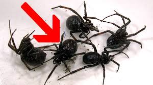 People eat us fried, boiled or scrambled. Redback Spiders Black Widows Or False Widows Youtube