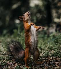 Image result for squirrel poop