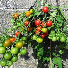 From autumn through to spring we have a wonderful selection of primroses, polyanthus, pansies and violas as well as evergreen plants to add texture and foliage colour. How To Grow Tomatoes In Containers And Hanging Baskets Dengarden