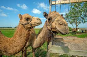 Down here on the farm. Camel Milk Is Trending And There S A Farm Producing It In Northeast Indiana