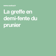 Pratiquer La Greffe En Demi Fente Du Prunier Greffe Prunier Arbre Fruitier