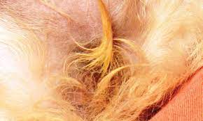 Vulvar Discharge In A Puppy Clinician S Brief