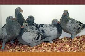 Don't you deserve to be a winner too? Garlic And Racing Pigeons Winning Pigeon Racing And Racing Pigeons Strategies Pigeon Insider