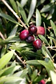 Gardening With A Mediterranean Flair Growing Olive Trees Olive Tree How To Grow Olives