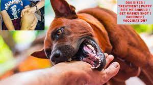 How long after infection do signs of rabies show? Dog Bites Treatment Puppy Bite Me Should I Get Rabies Shot Vaccines Vaccination Bhola Shola Youtube