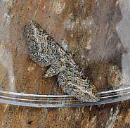 Image result for Eupithecia subumbrata