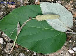 Image result for Helicteres