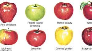 13 461 720 tykkäystä · 15 845 puhuu tästä · 2 971 139 oli täällä. Apple Description Cultivation Uses Britannica