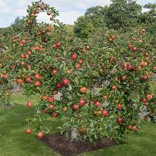Promotions, new products and sales. Apple Family Apple Tree Thompson Morgan