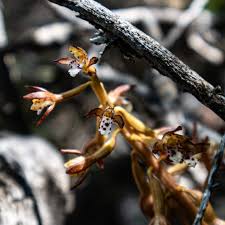 Image result for Orchid 1999 Truck