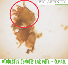 Image result for what do otodectes cynotis look like in dog fur
