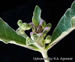 Image result for Raphionacme madiensis