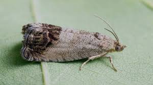 Image result for Cydia splendana