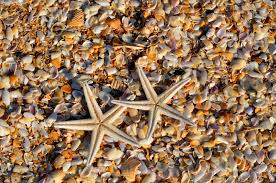 The nastier and windier the weather, the better the shelling. Sanibel Island Shelling A Local S Guide To Finding The Best Shells Travlinmad Slow Travel Blog