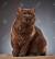 Brown Tabby Kitten