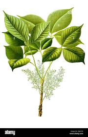 Image result for Hevea brasiliensis
