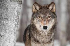 Photographic Print Grey Wolf Canis Lupus Next To Birch Tree By Hkuchera 24x16in Grey Wolf Wolf Totem Wolf Poster