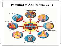 Pin On Stem Cell Therapy