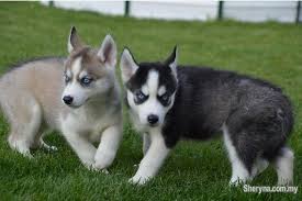 Stock up and keep them handy when running a grooming service or whether taking care of pets or cleaning for a client, alibaba.com has cat for sale malaysia. Siberian Husky Puppies Available Pets For Sale In Kota Samarahan Sarawak Sheryna Com My Mobile 732750