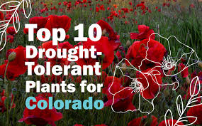 We did not find results for: Top 10 Drought Tolerant Plants For Colorado Resource Central