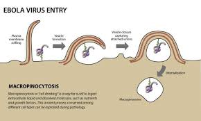 We did not find results for: Pathway Ebola Virus Uses To Enter Cells Pinpointed Healthcare In Europe Com