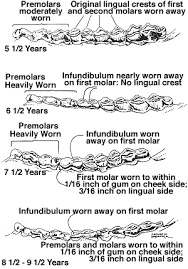 32 Specific Whitetail Teeth Aging Chart