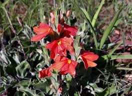 Image result for Crossandra greenstockii